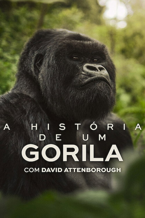 A História de Um Gorila com David Attenborough Torrent (2026) WEB-DL Dual Áudio